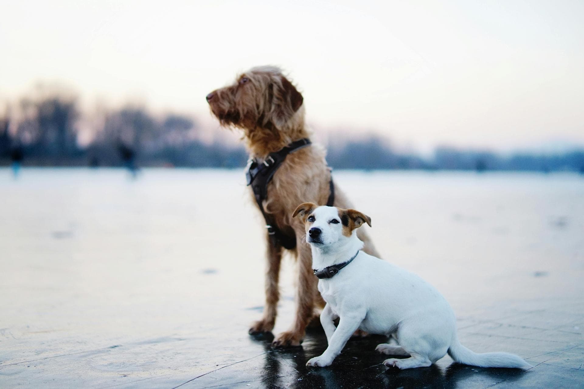 Specialist Vets in West Jordan