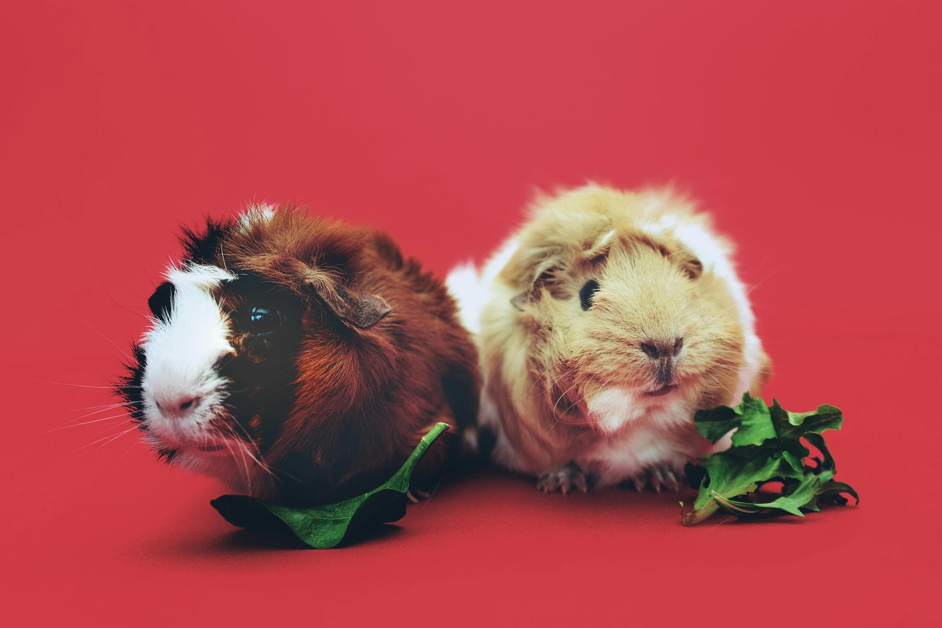 Specialist Vets in West Jordan