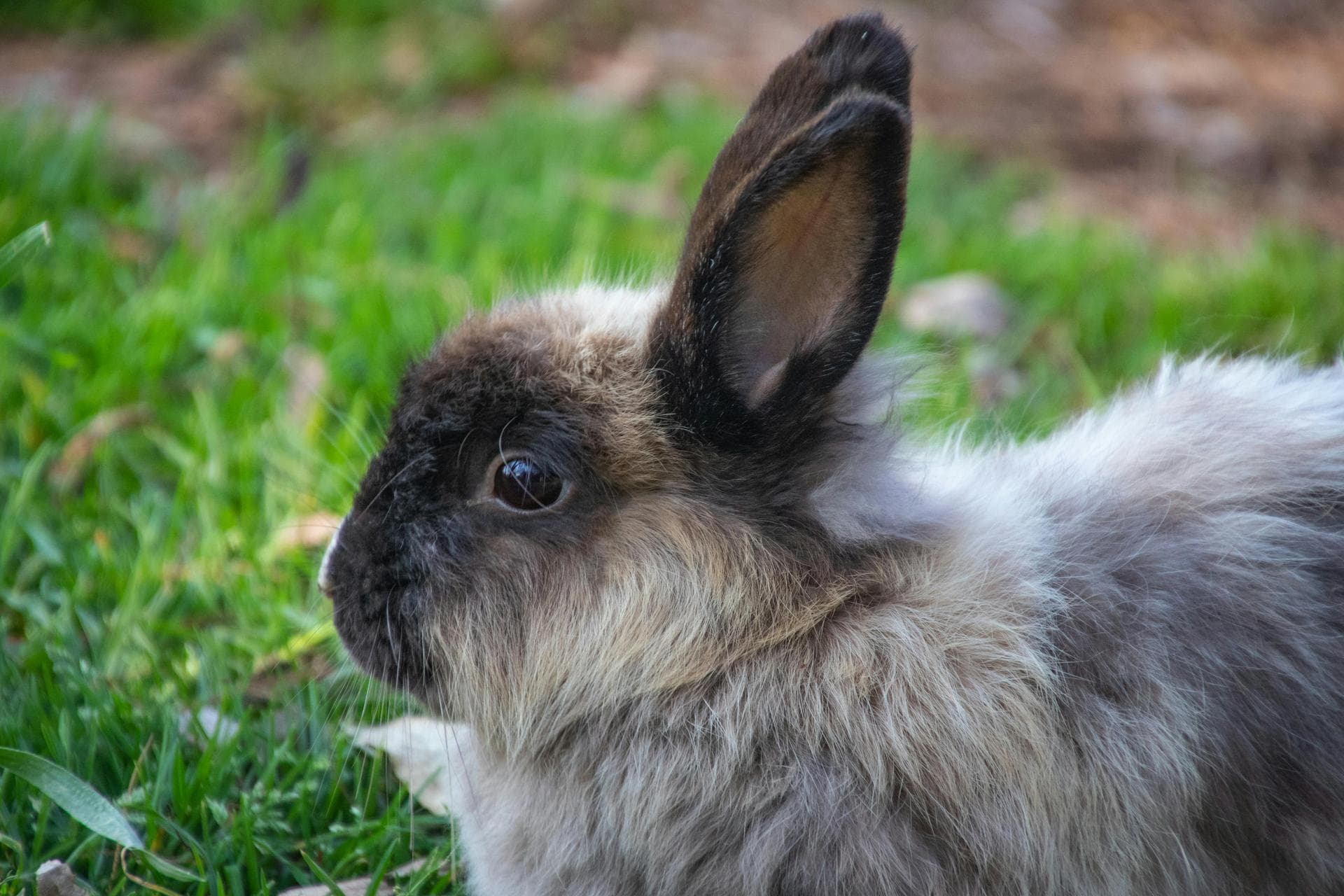 Dog & Cat Vets in West Jordan